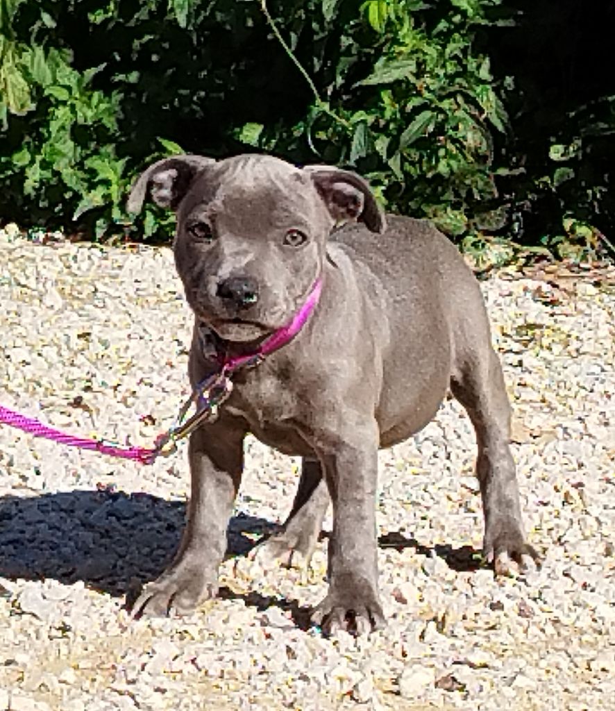 Everybody's Got - Chiot disponible  - Staffordshire Bull Terrier
