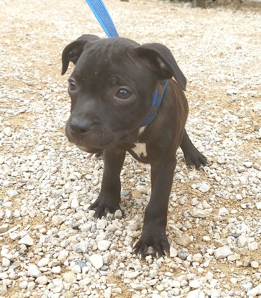 Everybody's Got - Chiot disponible  - Staffordshire Bull Terrier