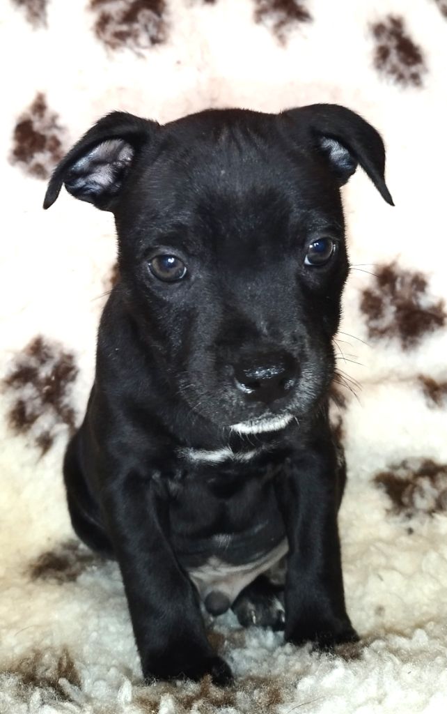 Everybody's Got - Chiot disponible  - Staffordshire Bull Terrier