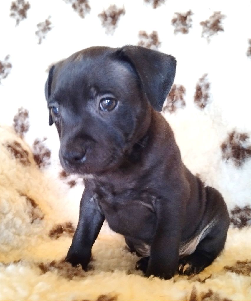 Everybody's Got - Chiot disponible  - Staffordshire Bull Terrier