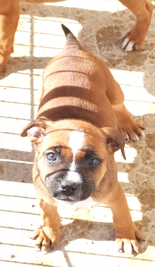 Everybody's Got - Chiot disponible  - Staffordshire Bull Terrier