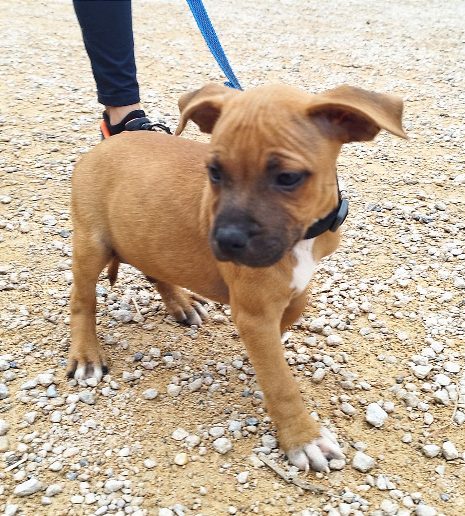 Everybody's Got - Chiot disponible  - Staffordshire Bull Terrier