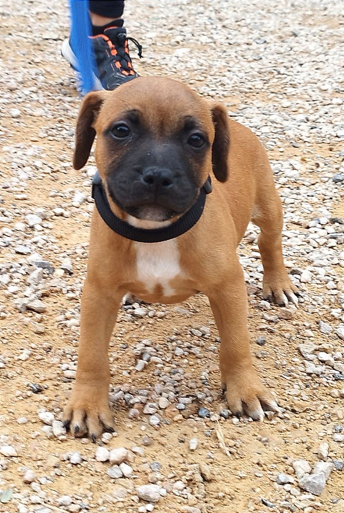 Everybody's Got - Chiot disponible  - Staffordshire Bull Terrier