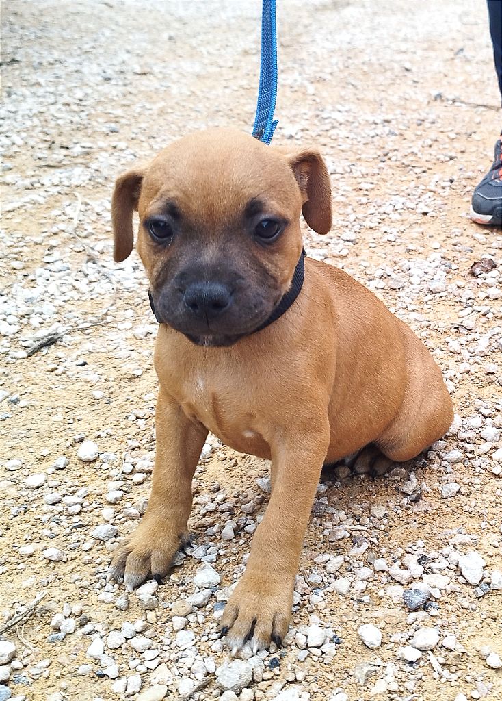 Everybody's Got - Chiot disponible  - Staffordshire Bull Terrier