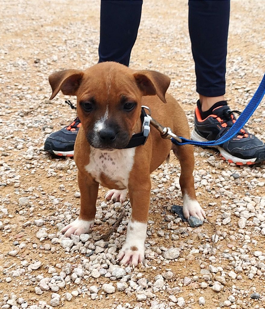 Everybody's Got - Chiot disponible  - Staffordshire Bull Terrier