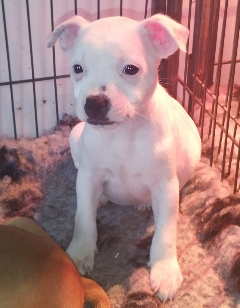 Everybody's Got - Chiot disponible  - Staffordshire Bull Terrier