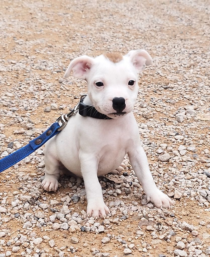 Everybody's Got - Chiot disponible  - Staffordshire Bull Terrier