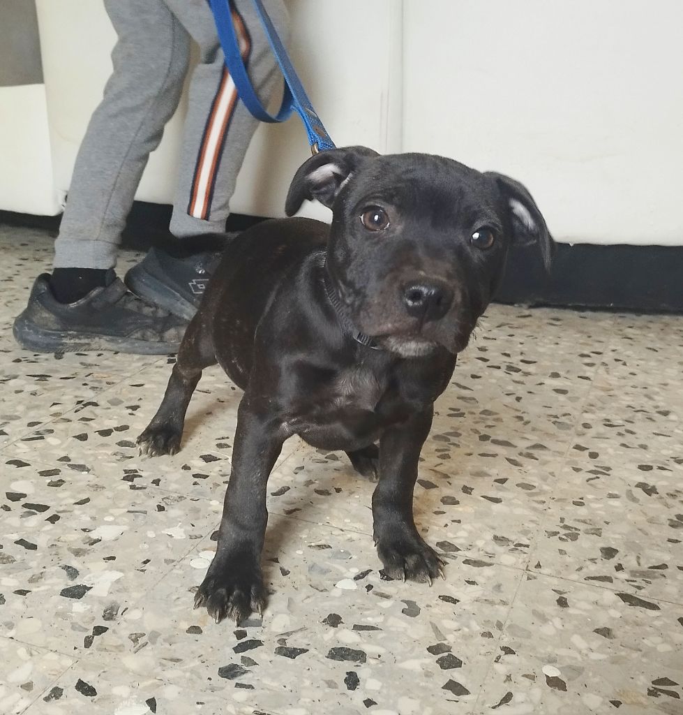 Everybody's Got - Chiot disponible  - Staffordshire Bull Terrier