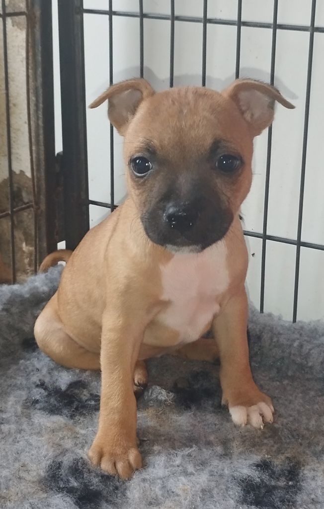 Everybody's Got - Chiot disponible  - Staffordshire Bull Terrier