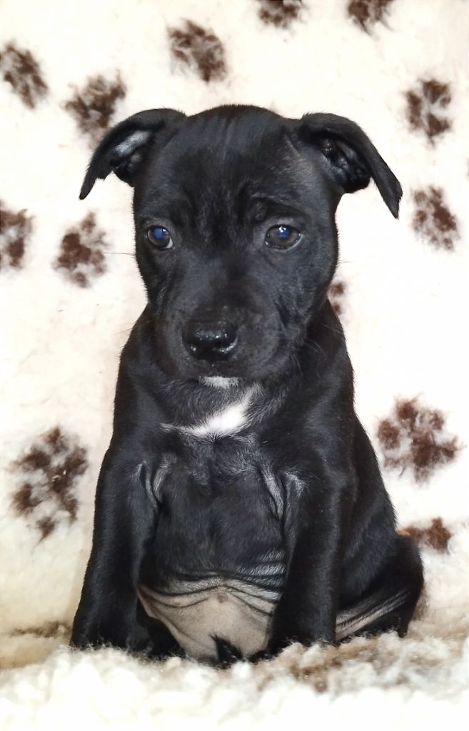 Everybody's Got - Chiot disponible  - Staffordshire Bull Terrier