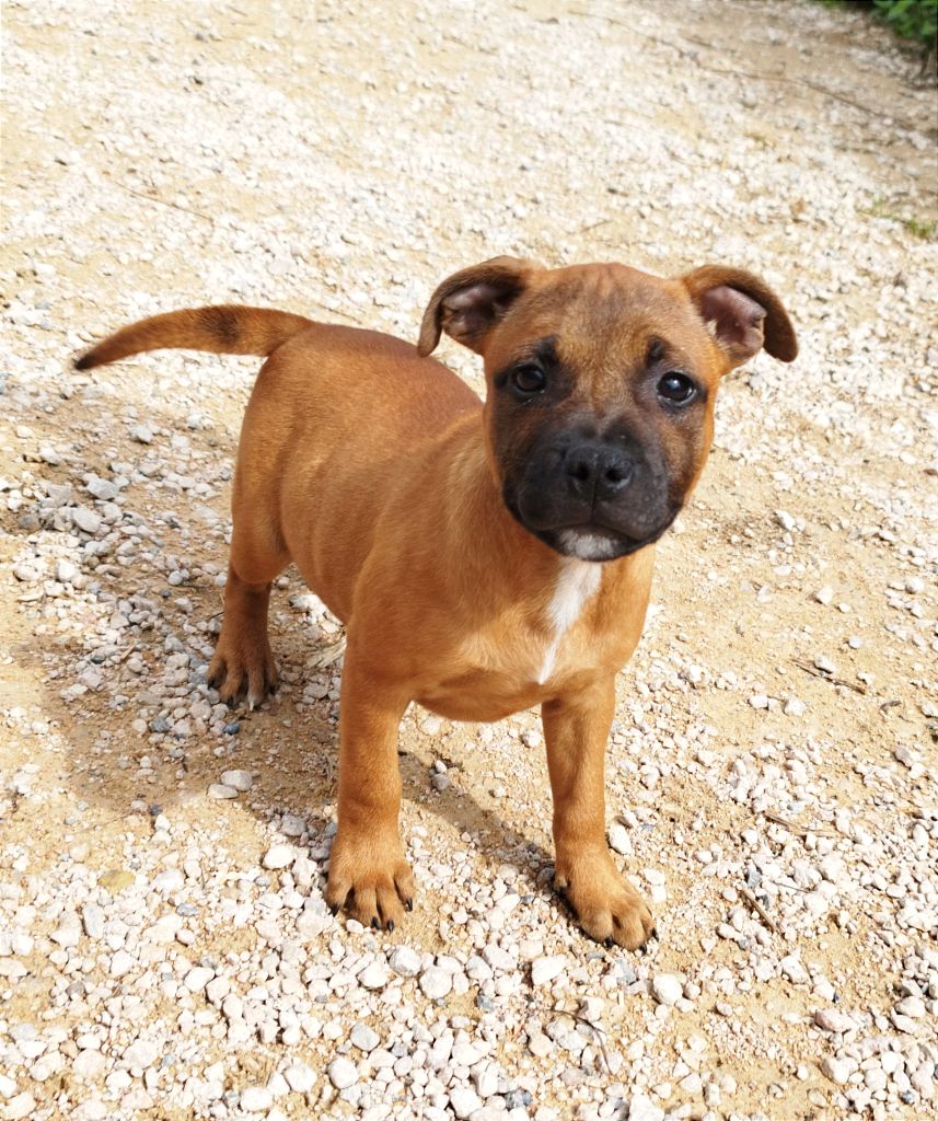 Everybody's Got - Chiot disponible  - Staffordshire Bull Terrier