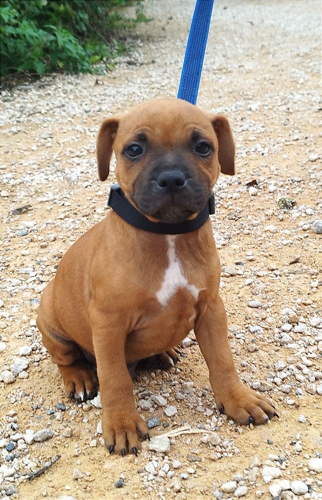 Everybody's Got - Chiot disponible  - Staffordshire Bull Terrier