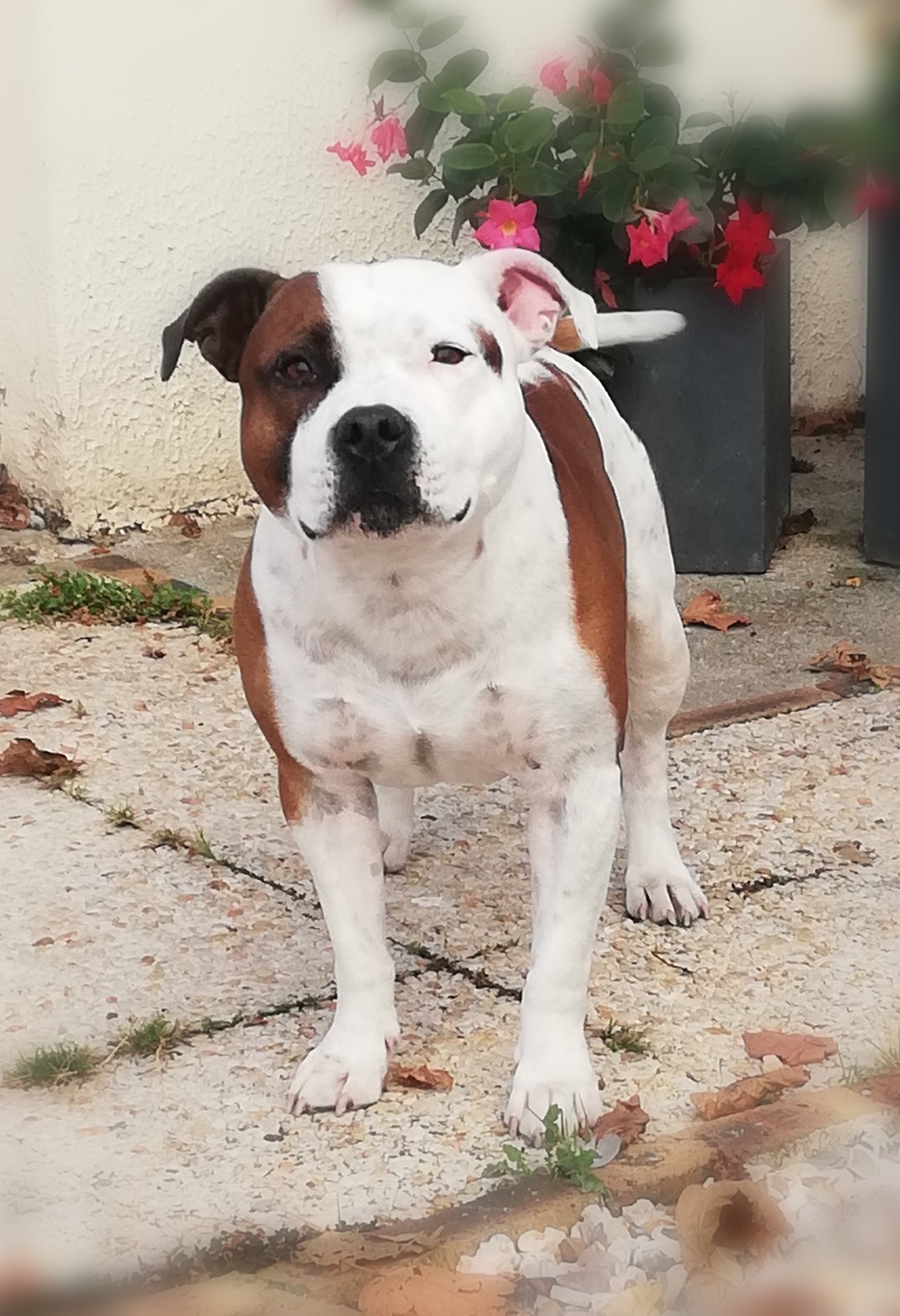 Everybody's Got Iron fist