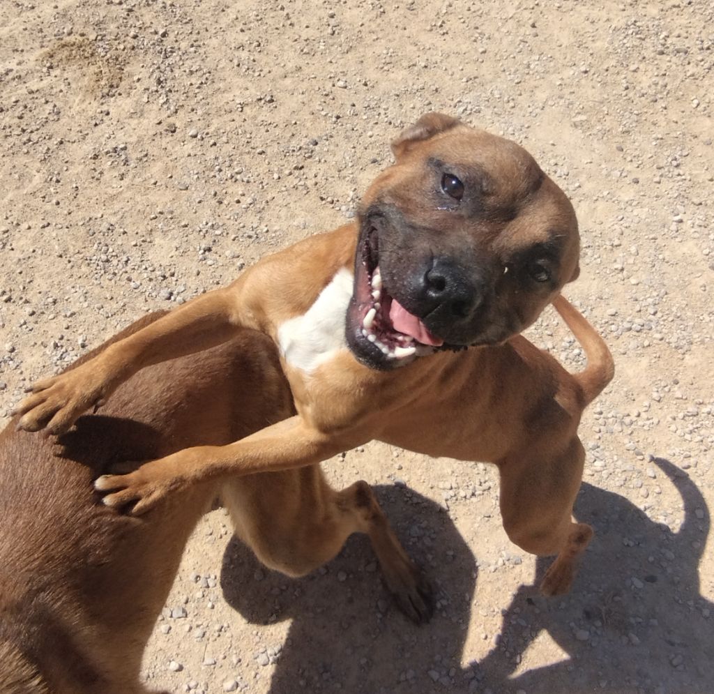Everybody's Got - Chiots disponibles - Staffordshire Bull Terrier