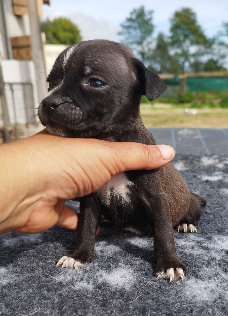 Everybody's Got - Chiots disponibles - Staffordshire Bull Terrier