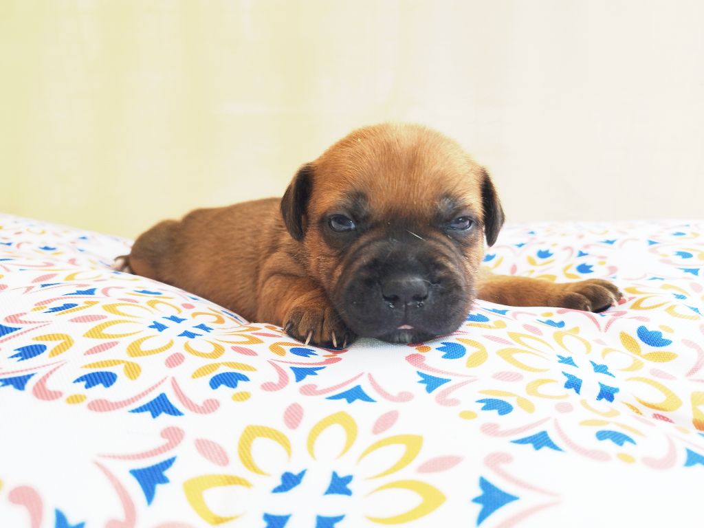 Everybody's Got - Chiots disponibles - Staffordshire Bull Terrier