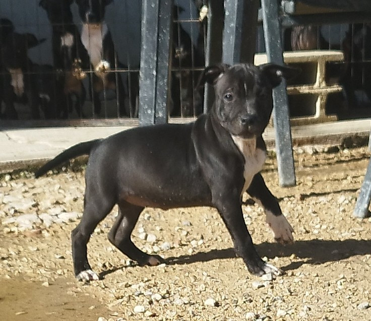Everybody's Got - Chiots disponibles - Staffordshire Bull Terrier