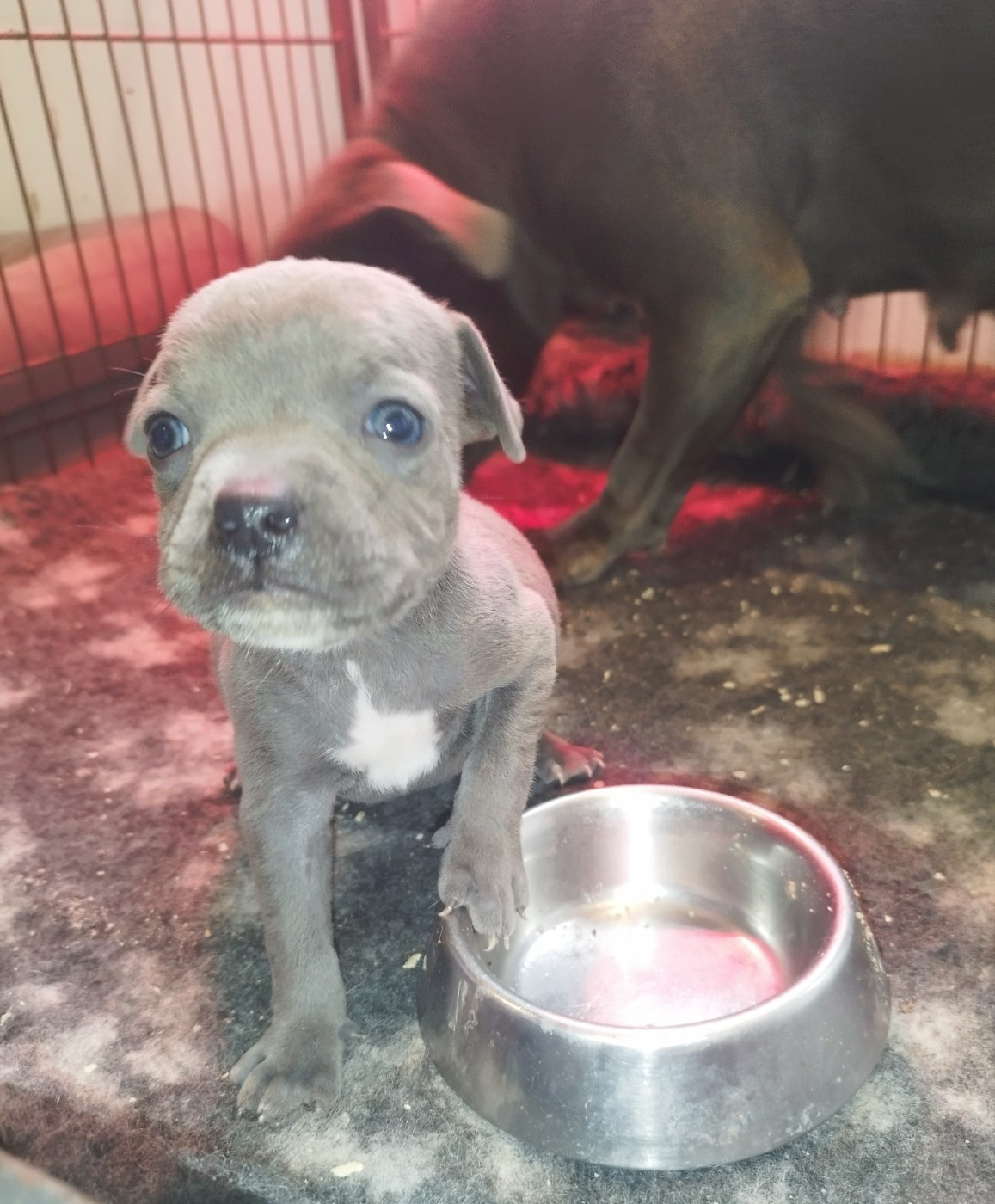 Everybody's Got - Chiots disponibles - Staffordshire Bull Terrier