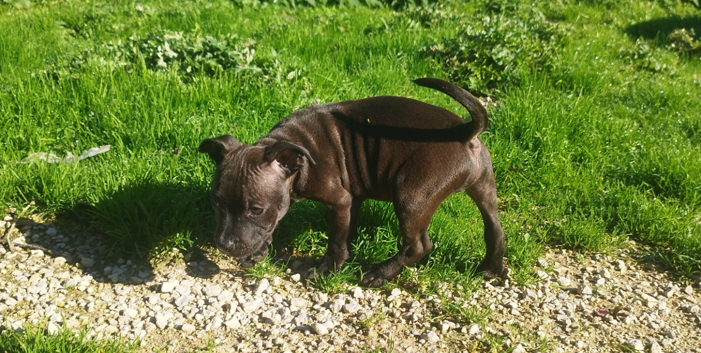 Everybody's Got - Chiots disponibles - Staffordshire Bull Terrier