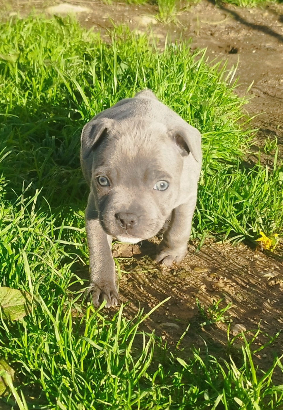 Everybody's Got - Chiots disponibles - Staffordshire Bull Terrier