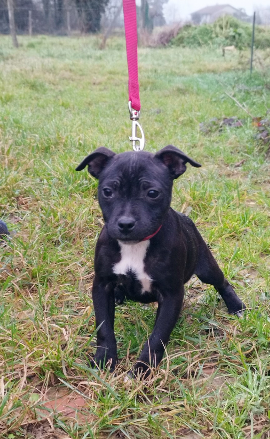 Everybody's Got - Chiots disponibles - Staffordshire Bull Terrier