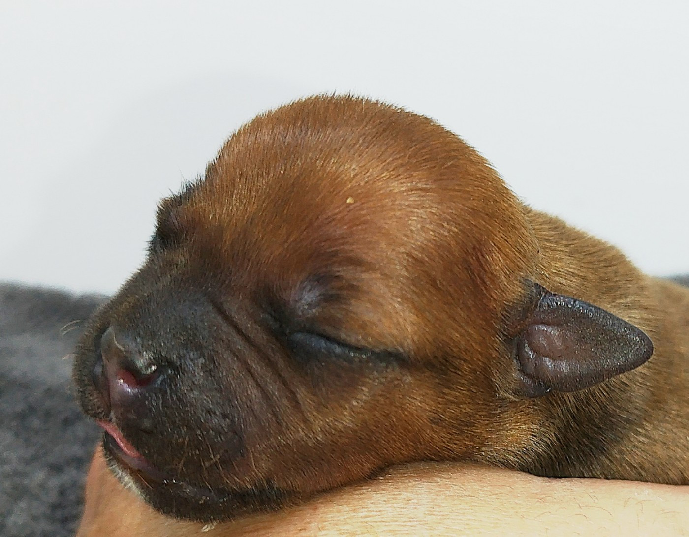 Everybody's Got - Chiots disponibles - Staffordshire Bull Terrier