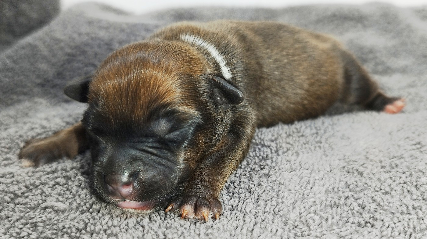 Everybody's Got - Chiots disponibles - Staffordshire Bull Terrier