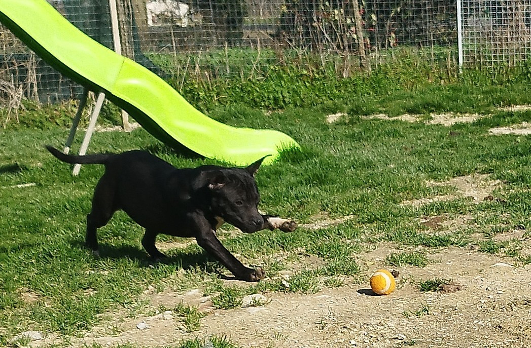 Everybody's Got - Chiots disponibles - Staffordshire Bull Terrier