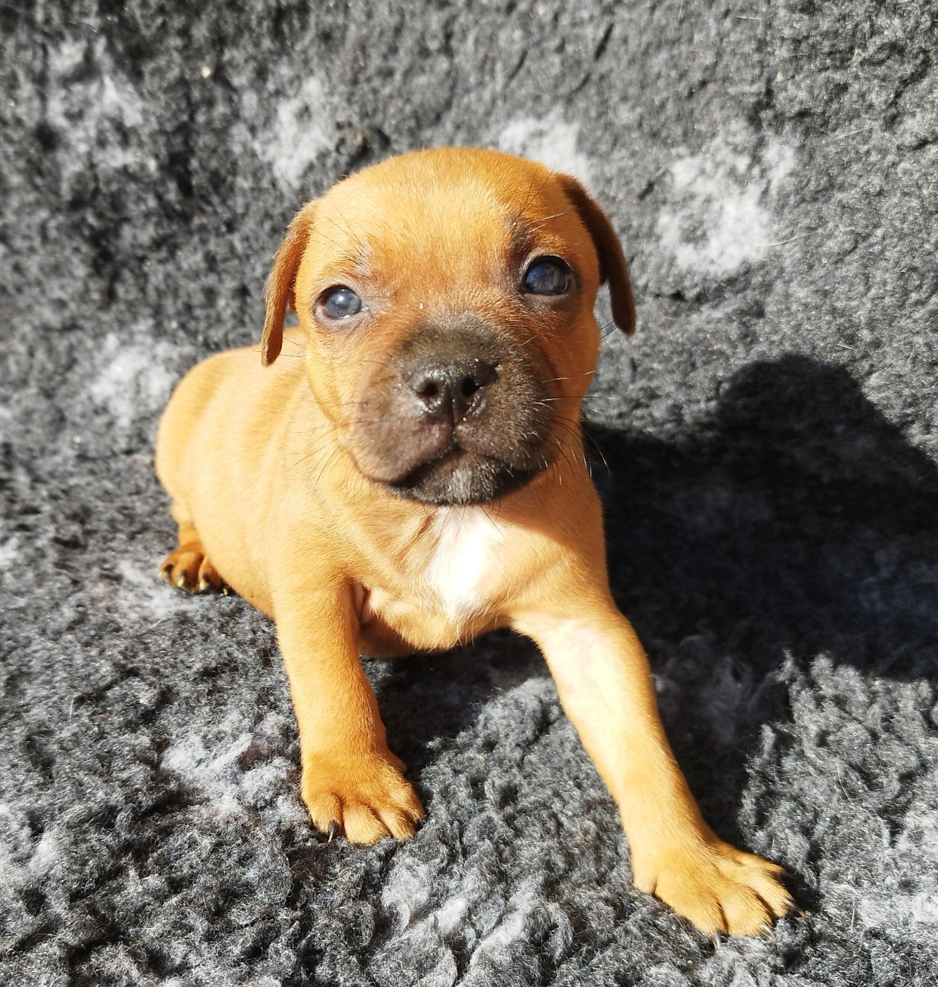 Everybody's Got - Chiots disponibles - Staffordshire Bull Terrier