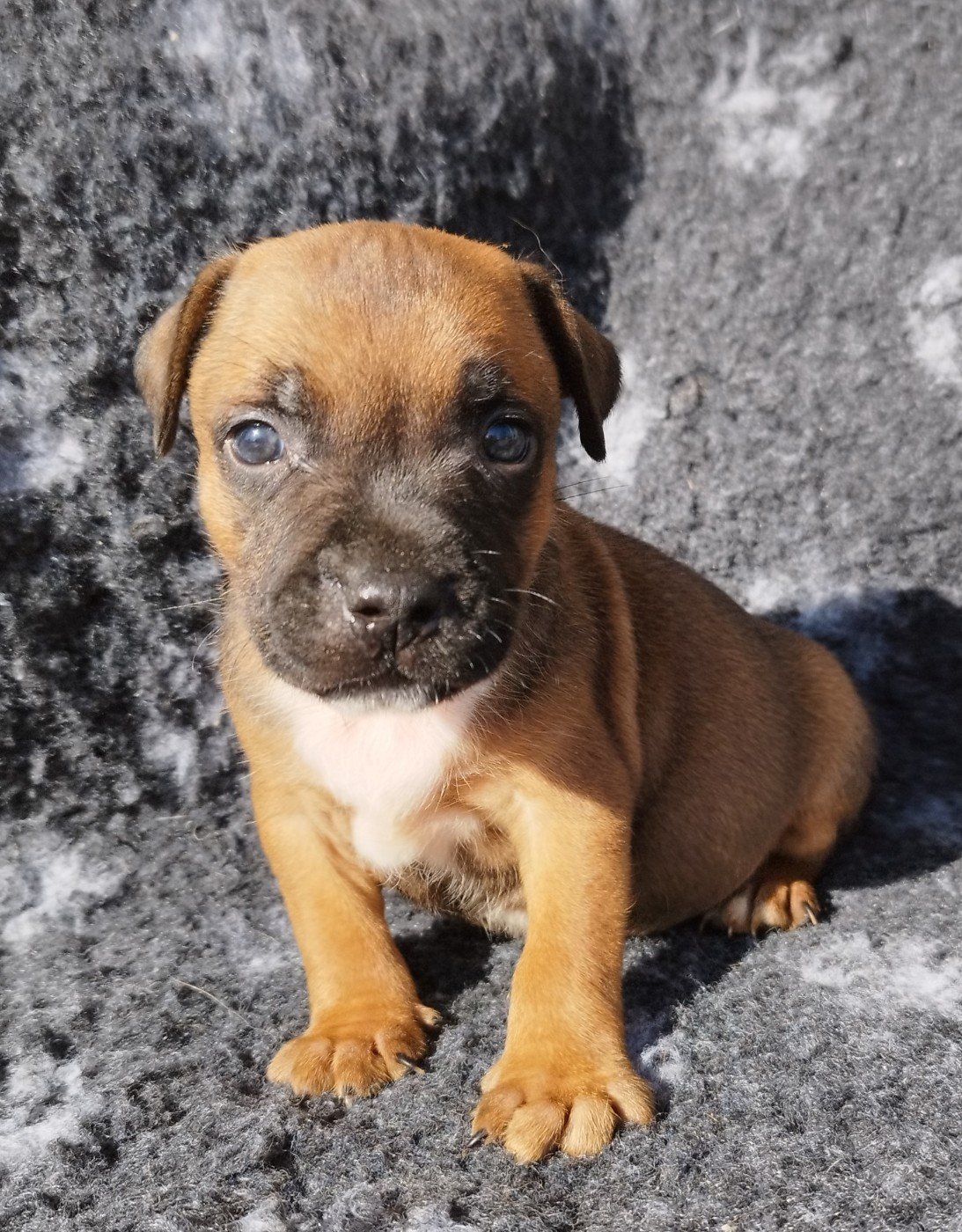 Everybody's Got - Chiots disponibles - Staffordshire Bull Terrier