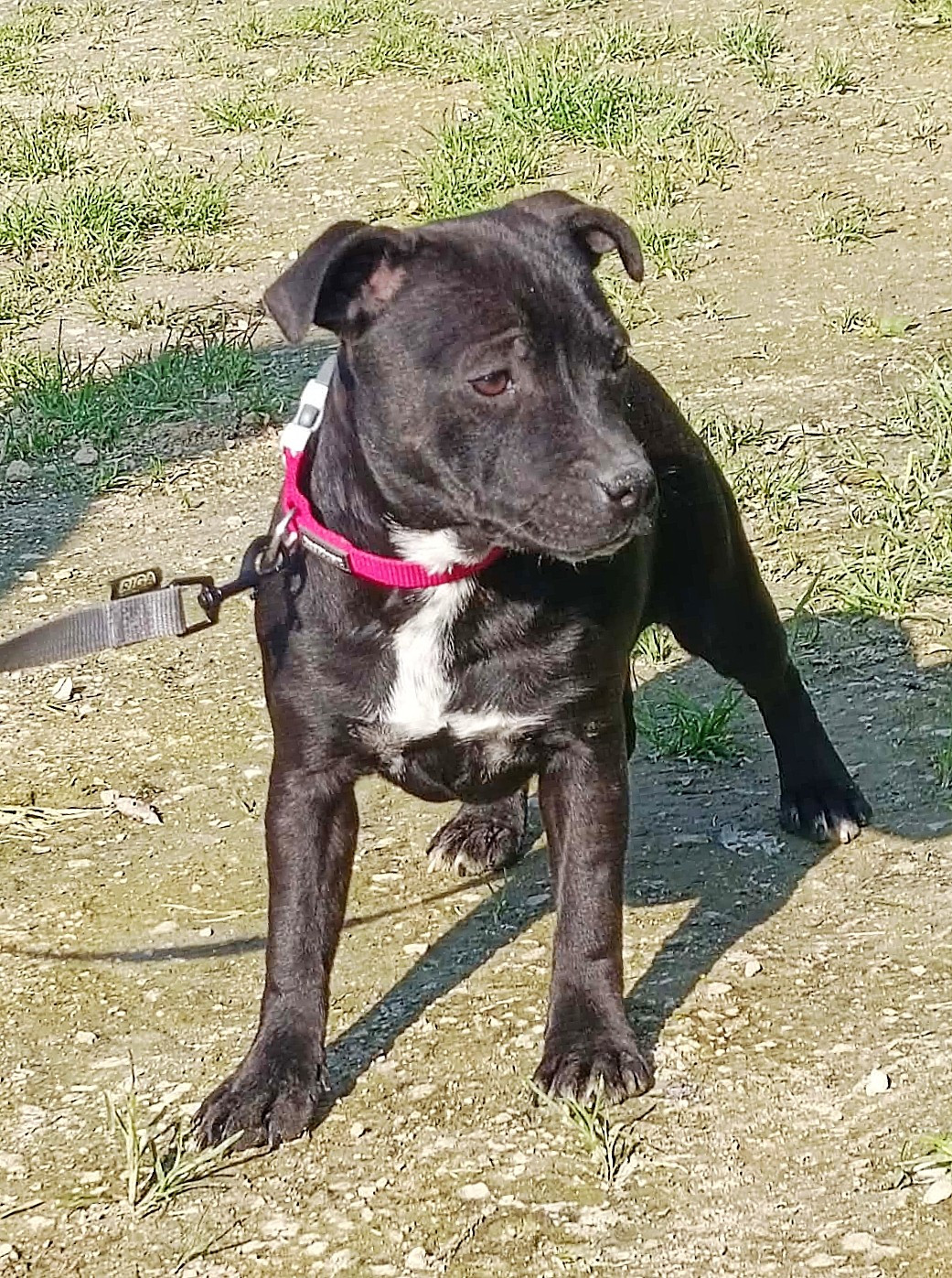 Everybody's Got - Staffordshire Bull Terrier - Portée née le 30/08/2025