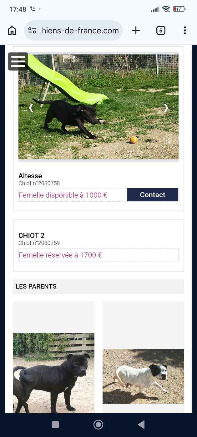 Everybody's Got - Chiots disponibles - Staffordshire Bull Terrier