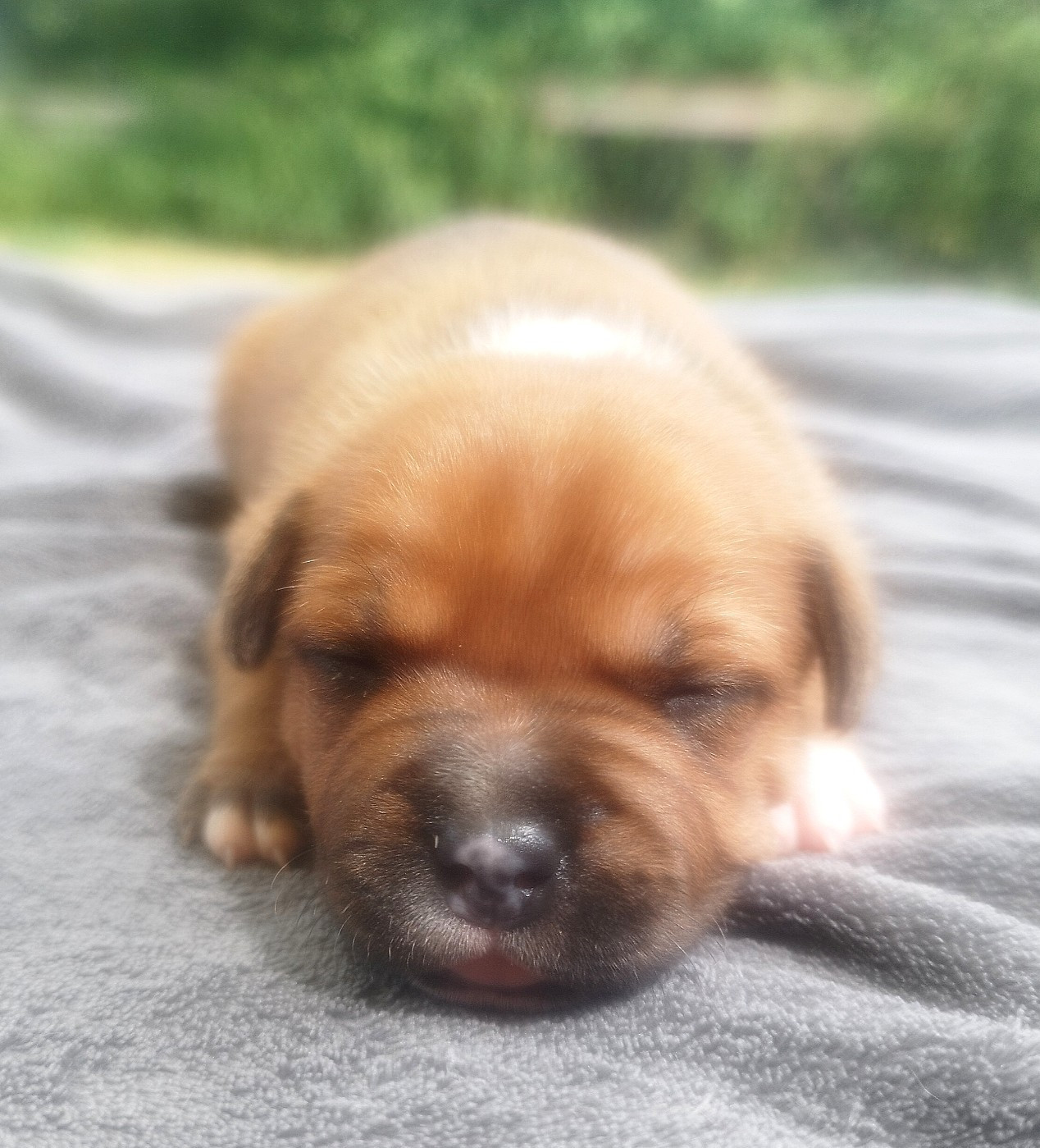 Everybody's Got - Chiots disponibles - Staffordshire Bull Terrier