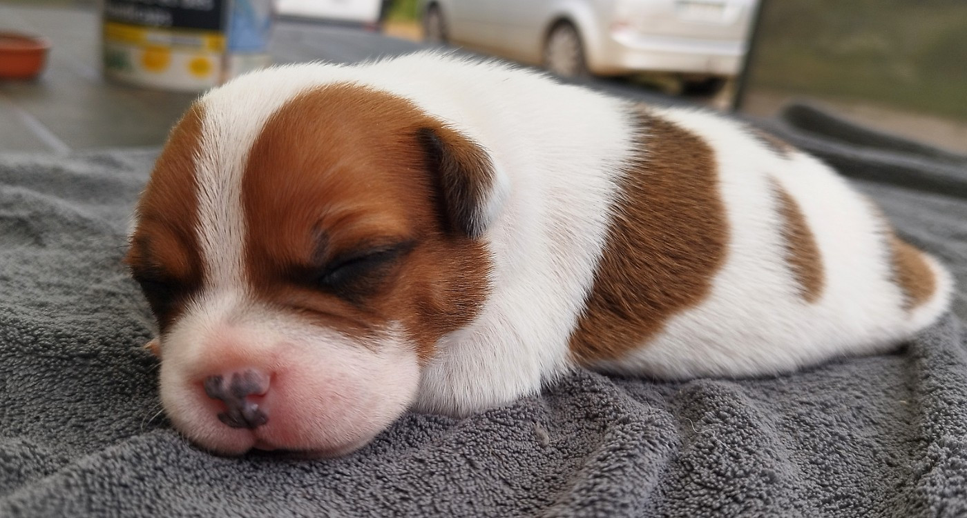 Everybody's Got - Chiots disponibles - Staffordshire Bull Terrier