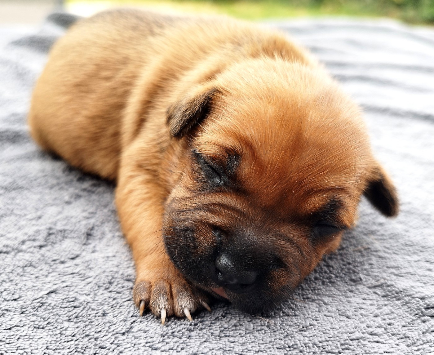 Everybody's Got - Chiots disponibles - Staffordshire Bull Terrier