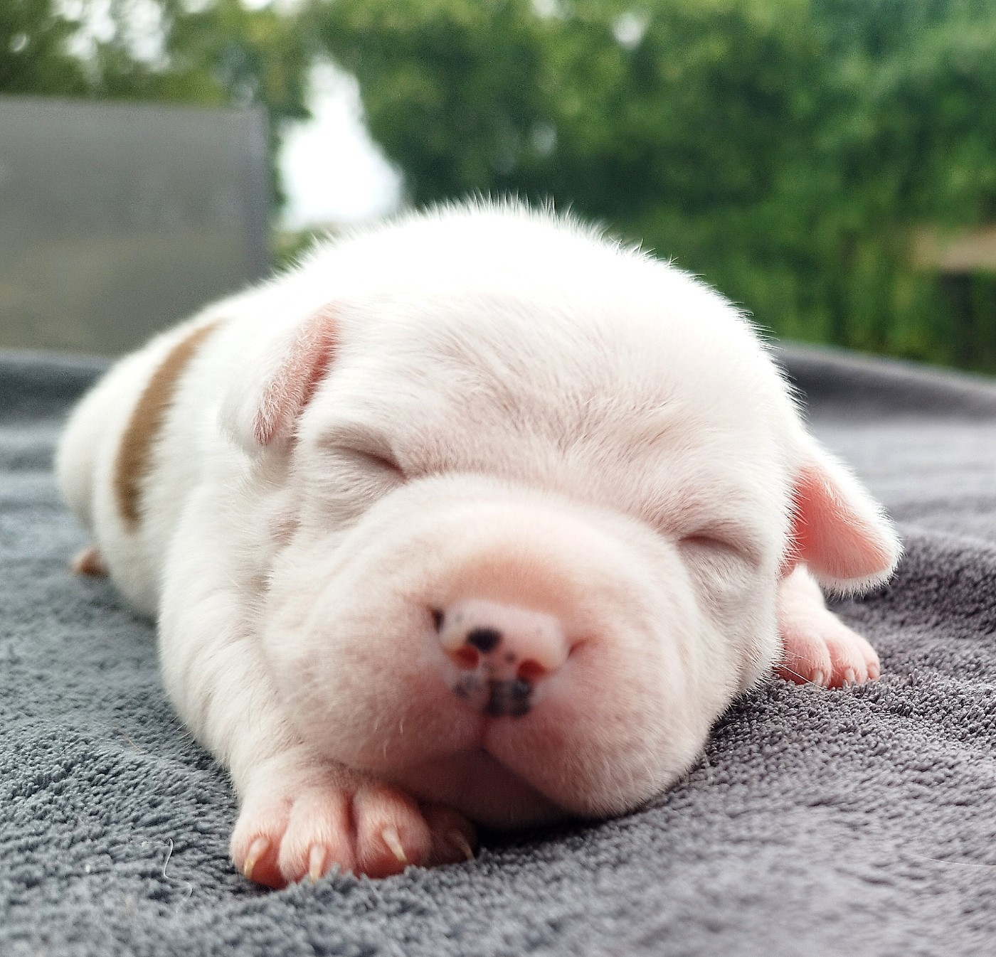 Everybody's Got - Chiots disponibles - Staffordshire Bull Terrier