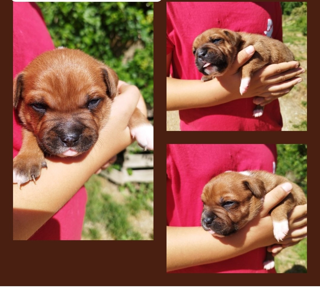 Everybody's Got - Chiots disponibles - Staffordshire Bull Terrier
