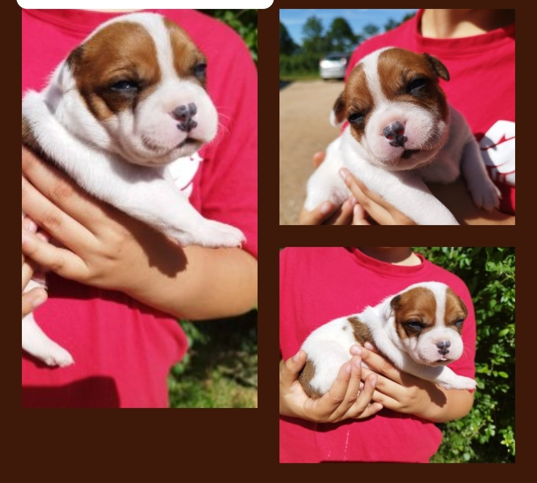 Everybody's Got - Chiots disponibles - Staffordshire Bull Terrier