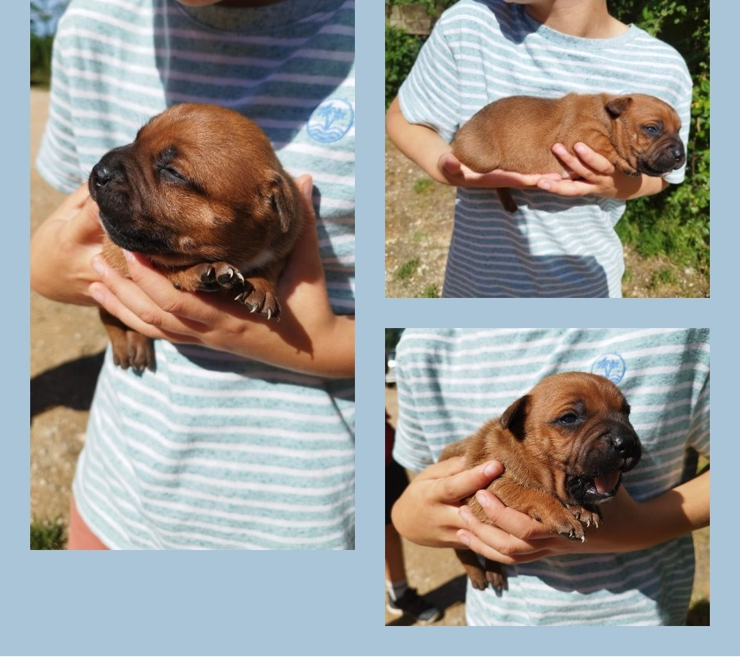 Everybody's Got - Chiots disponibles - Staffordshire Bull Terrier