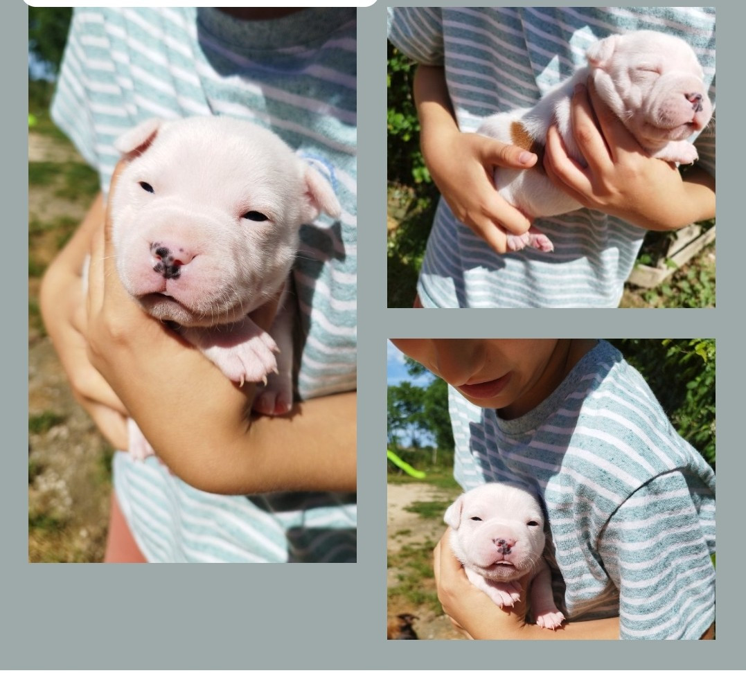 Everybody's Got - Chiots disponibles - Staffordshire Bull Terrier