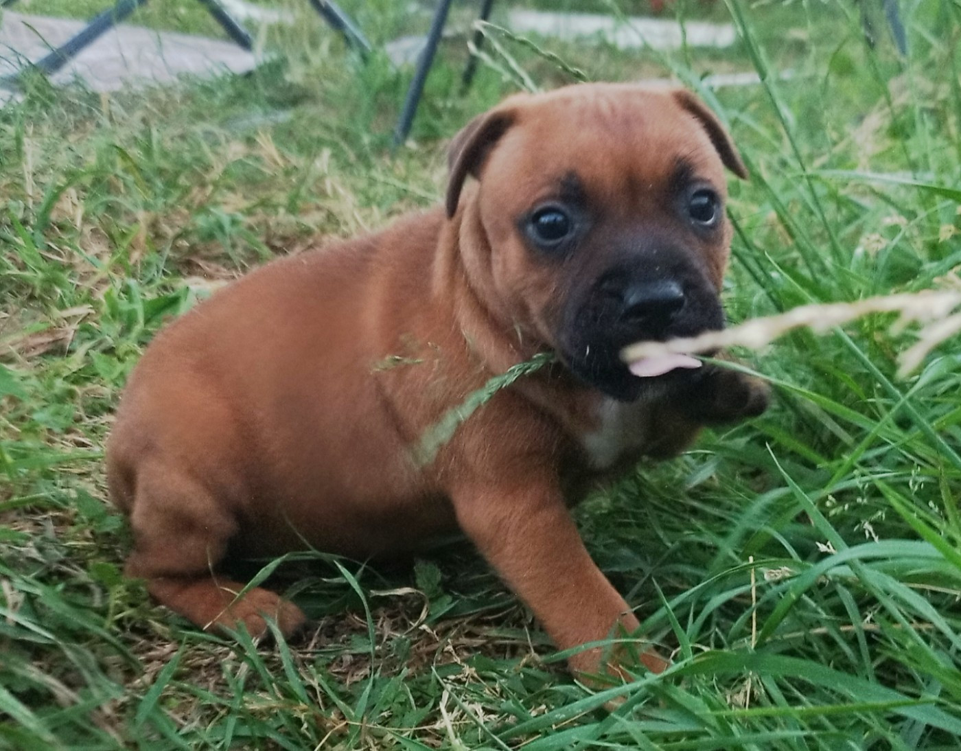 Everybody's Got - Chiots disponibles - Staffordshire Bull Terrier