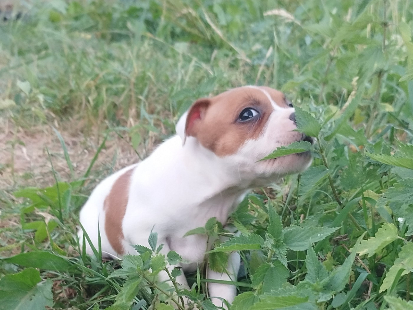 Everybody's Got - Chiots disponibles - Staffordshire Bull Terrier