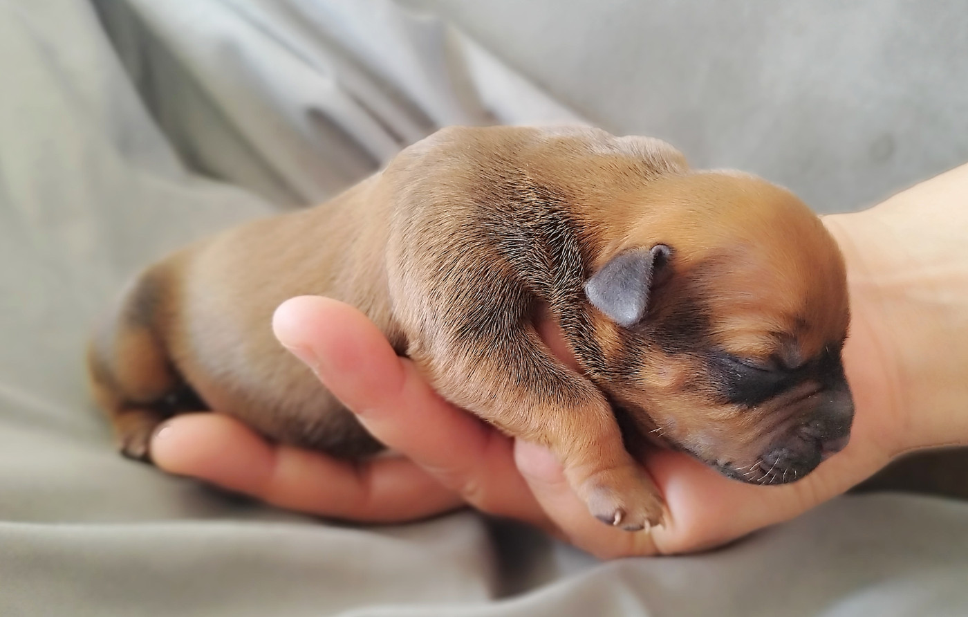 Everybody's Got - Chiots disponibles - Staffordshire Bull Terrier