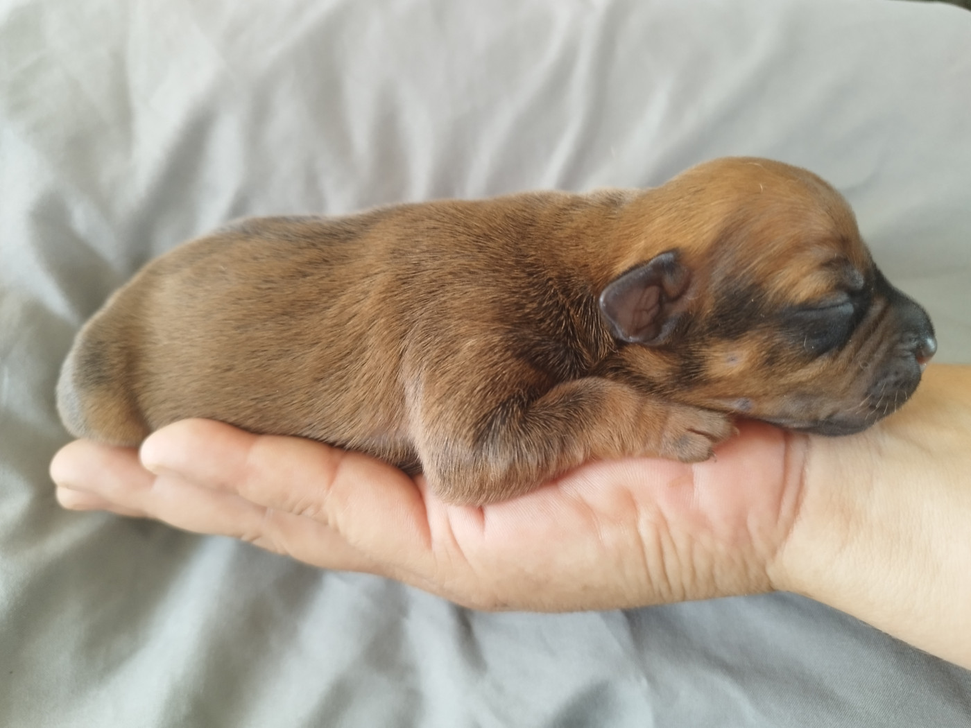 Everybody's Got - Chiots disponibles - Staffordshire Bull Terrier