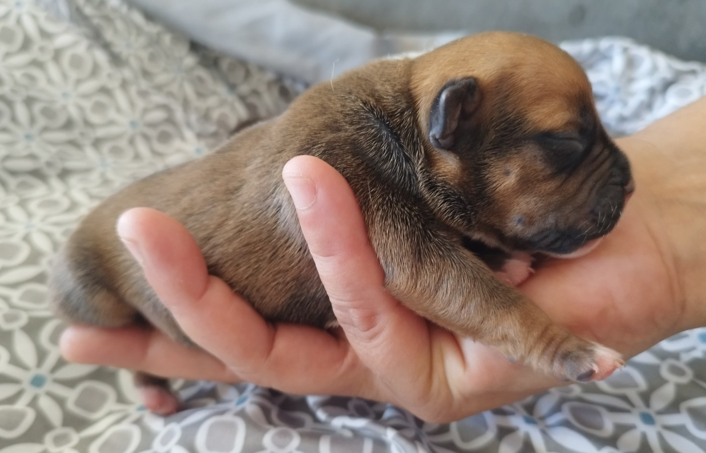 Everybody's Got - Chiots disponibles - Staffordshire Bull Terrier