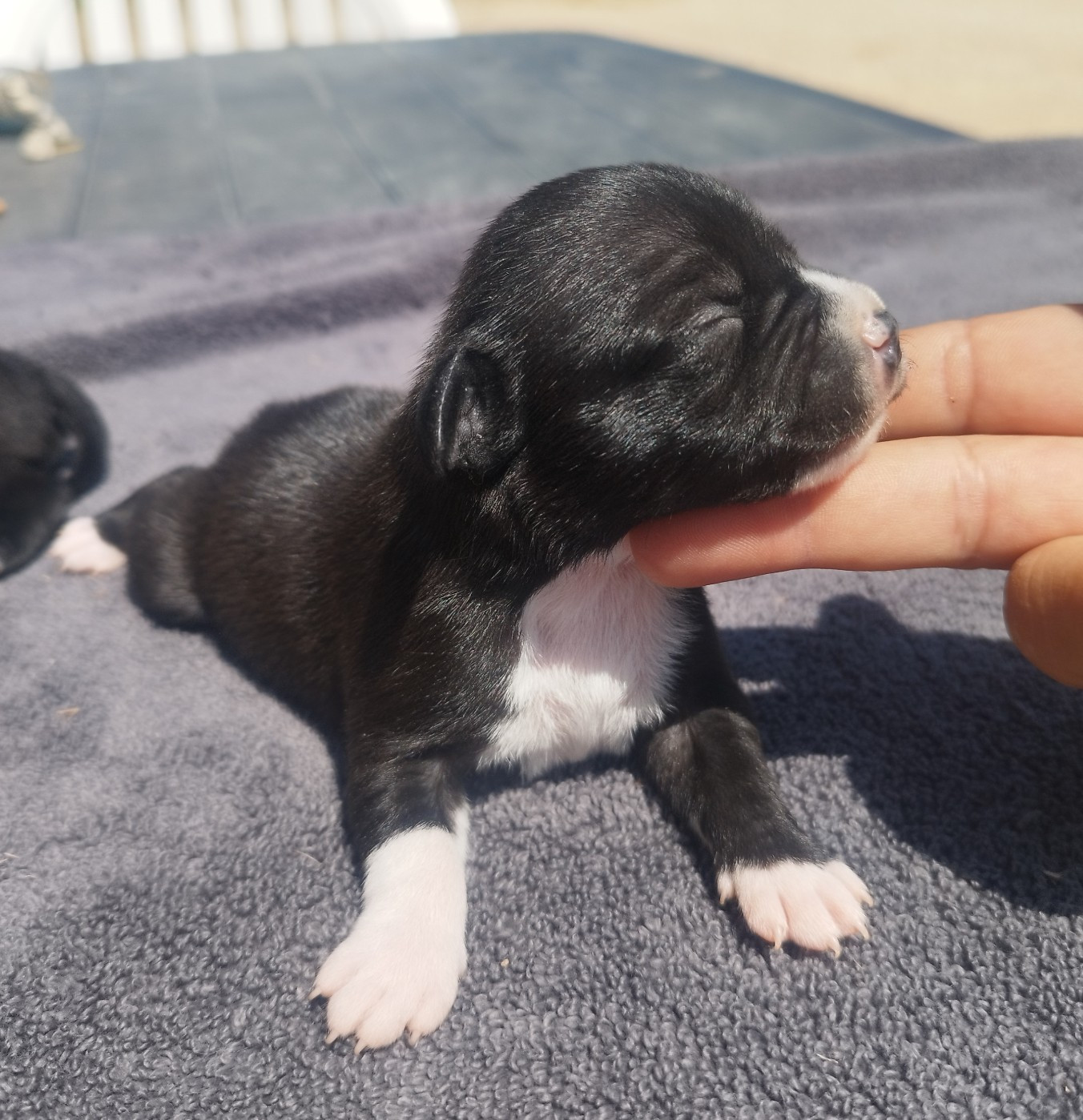 Everybody's Got - Chiots disponibles - Staffordshire Bull Terrier