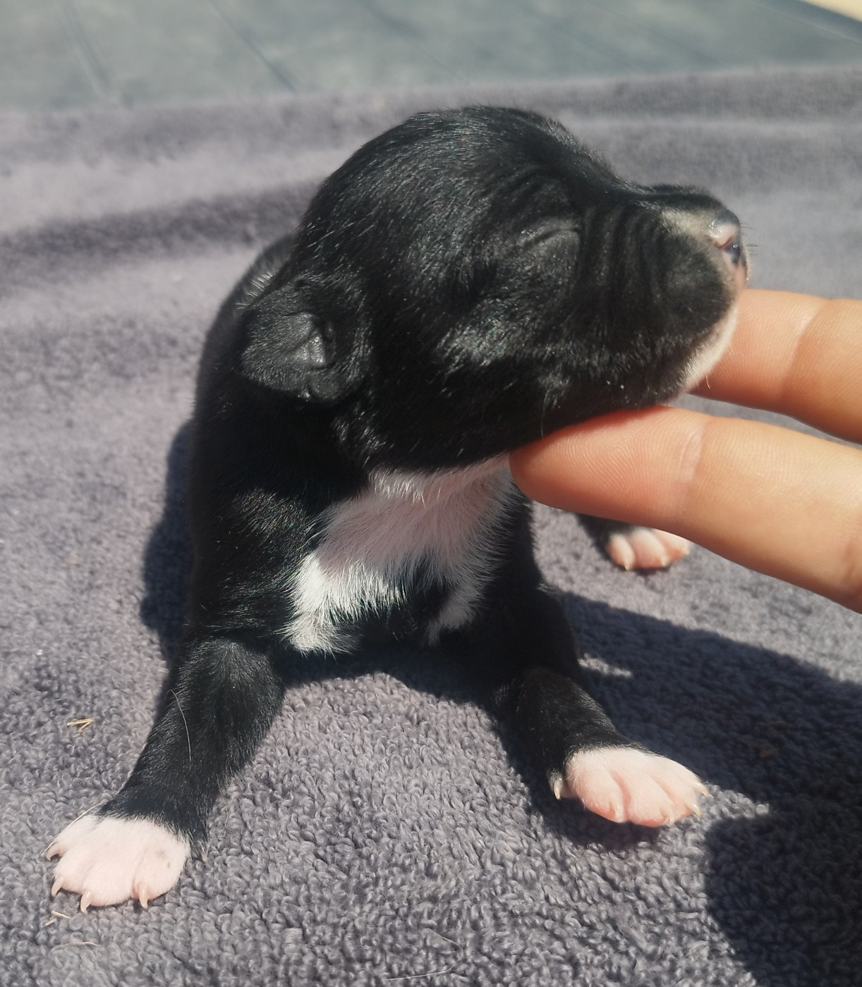Everybody's Got - Chiots disponibles - Staffordshire Bull Terrier