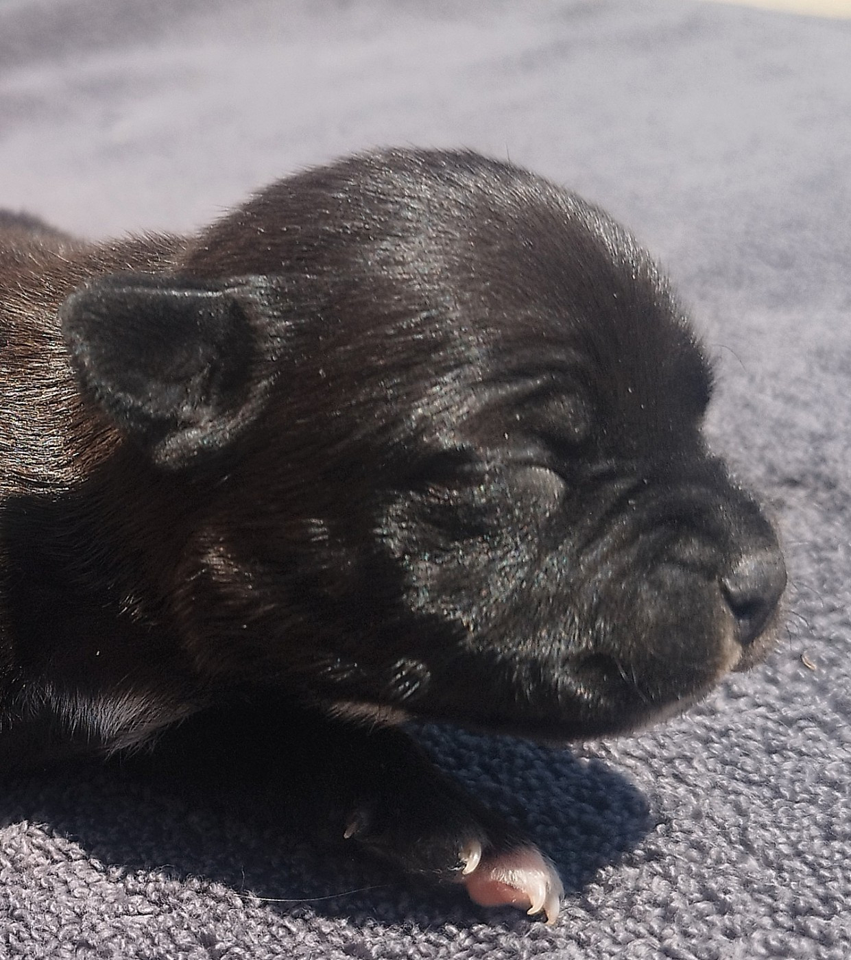 Everybody's Got - Chiots disponibles - Staffordshire Bull Terrier