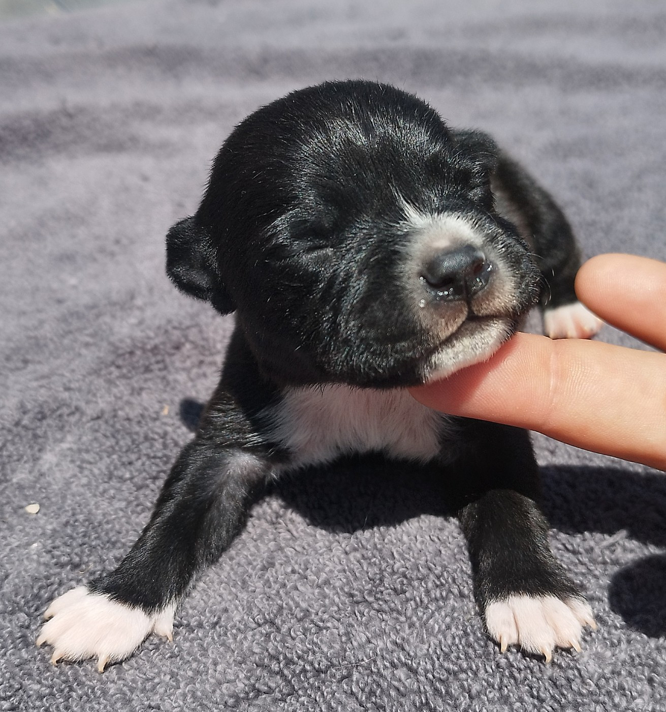 Everybody's Got - Chiots disponibles - Staffordshire Bull Terrier
