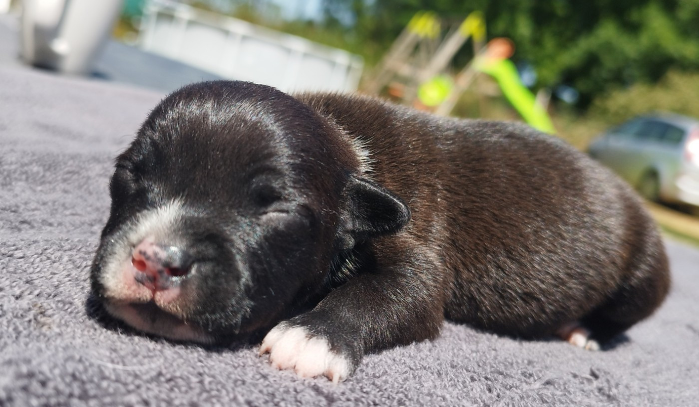 Everybody's Got - Chiots disponibles - Staffordshire Bull Terrier